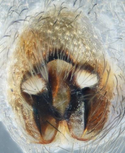 Réf. 222 919 : Scotophaeus scutulatus